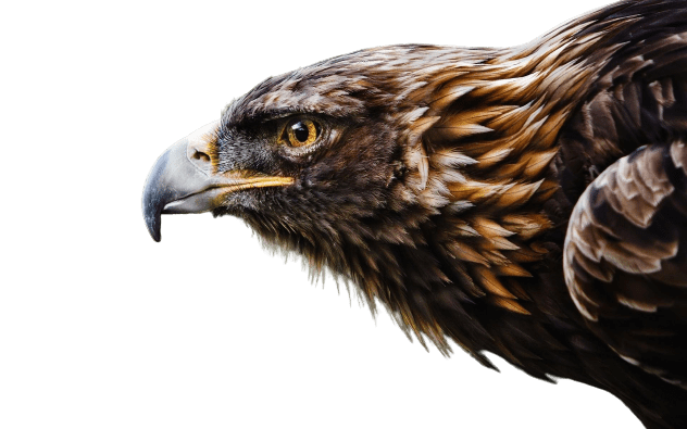 eagle-32