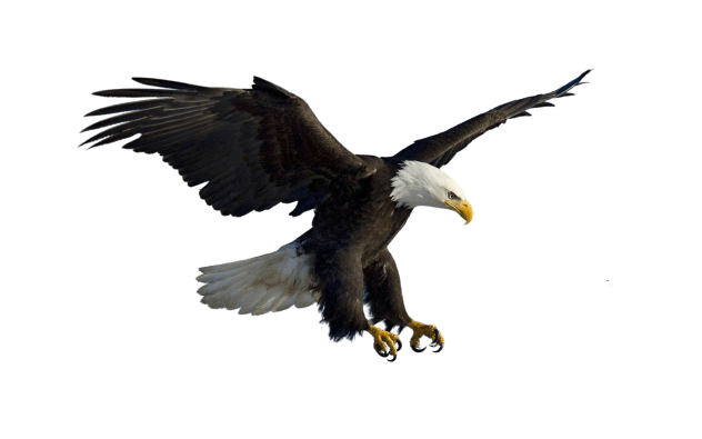 eagle-33