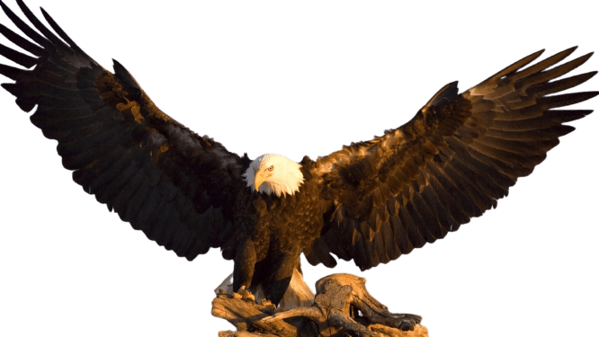 eagle-34
