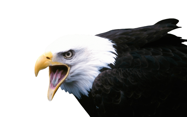 eagle-36
