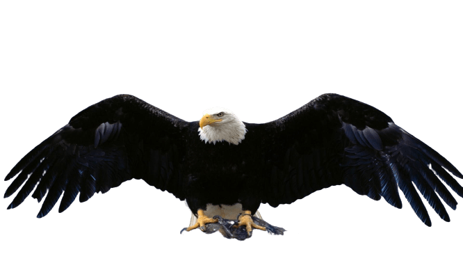 eagle-38