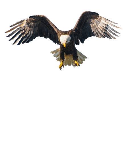 eagle-39