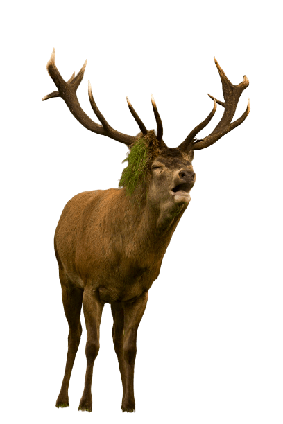 elk (19)
