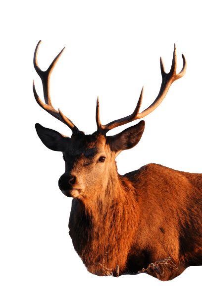 elk (22)