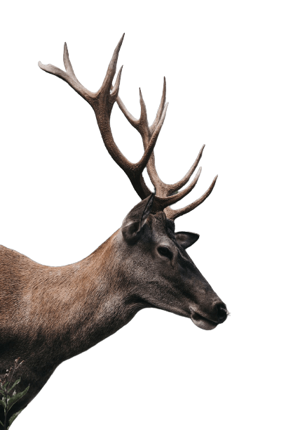 elk (23)
