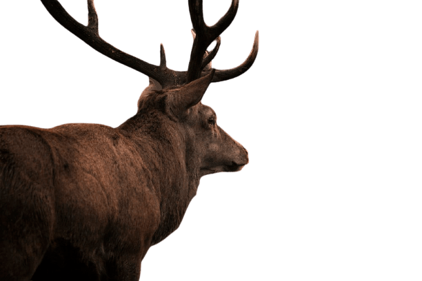 elk (24)