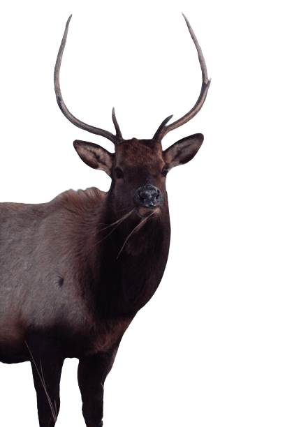 elk (25)