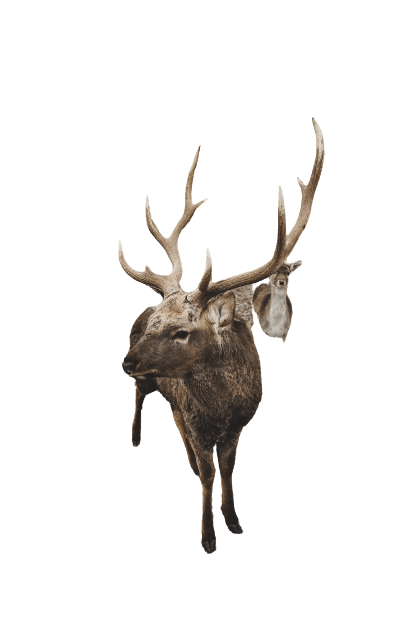 elk (26)