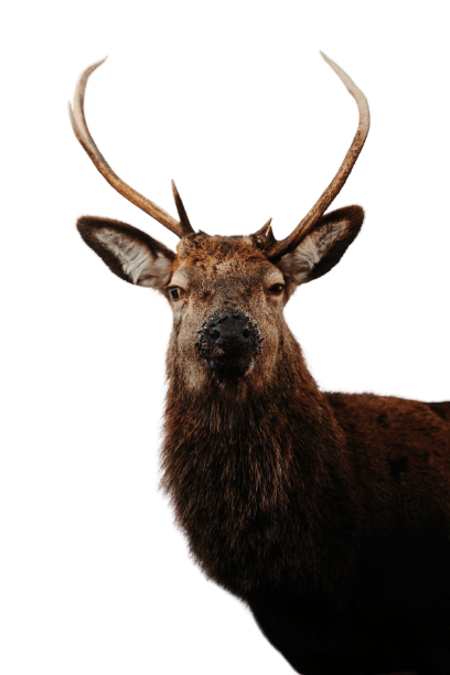 elk (27)