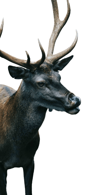 elk (29)