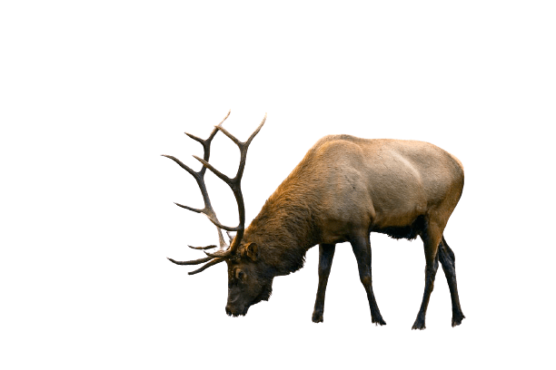 elk (30)
