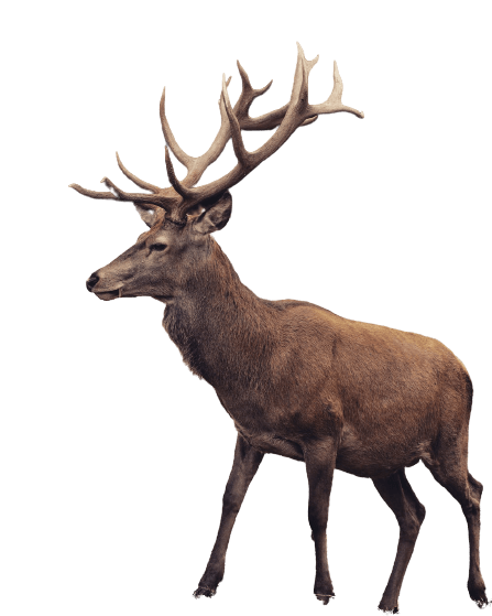 elk (35)