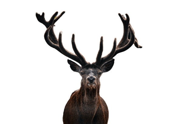 elk (37)