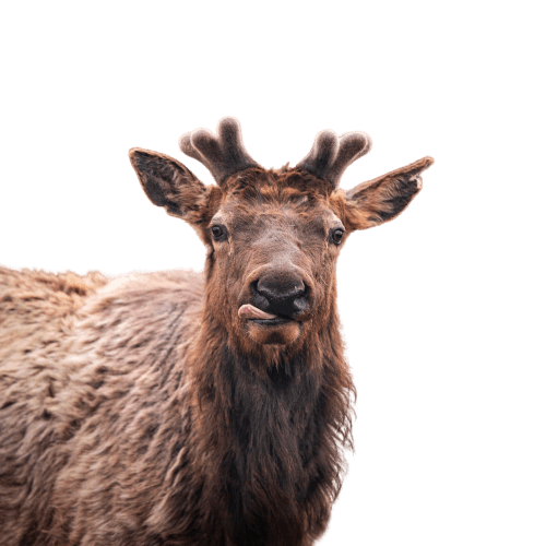 elk (38)
