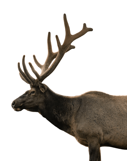 elk (39)