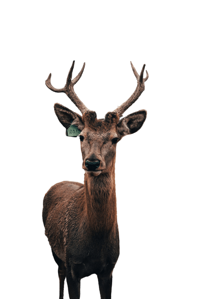 elk (40)