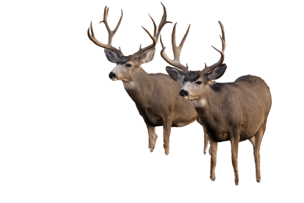 elk (41)