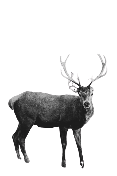 elk (47)