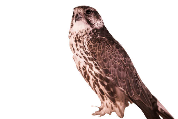 falcon (10)