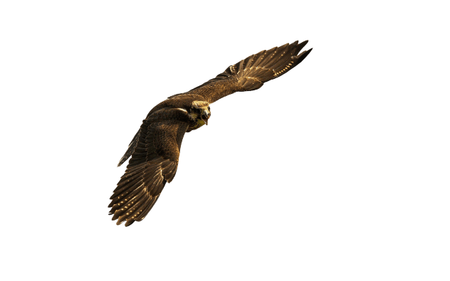 falcon (12)