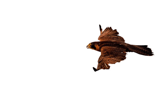 falcon (13)