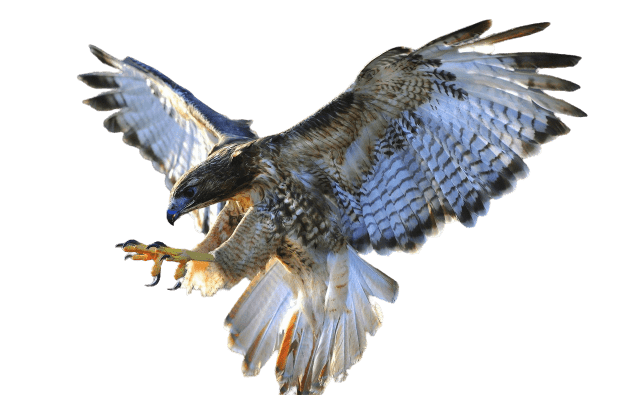 falcon (14)