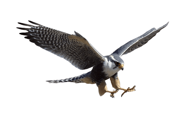 falcon (16)