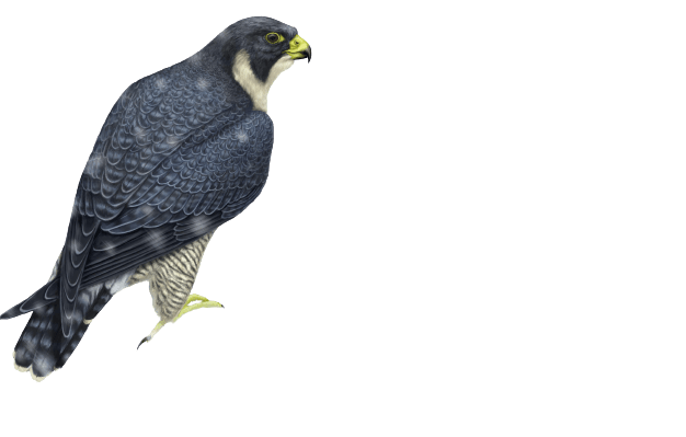 falcon (17)