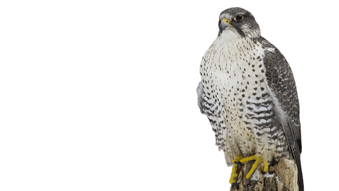 falcon (18)