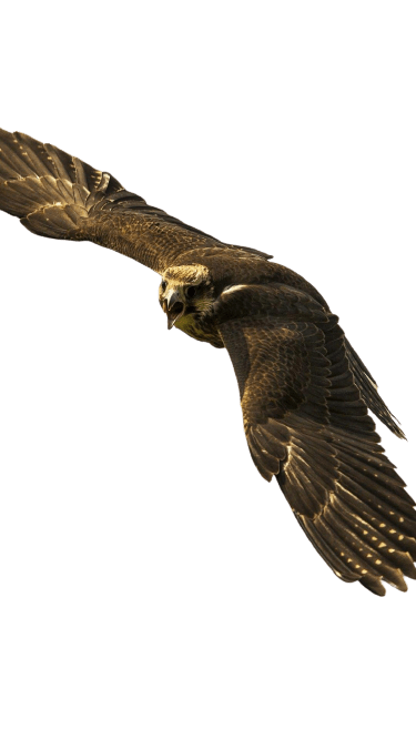 falcon (19)