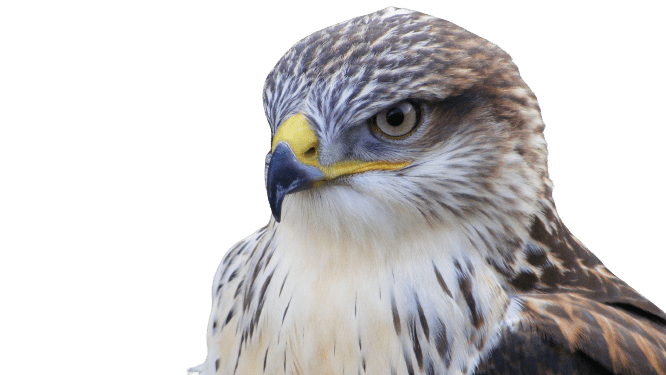 falcon (20)