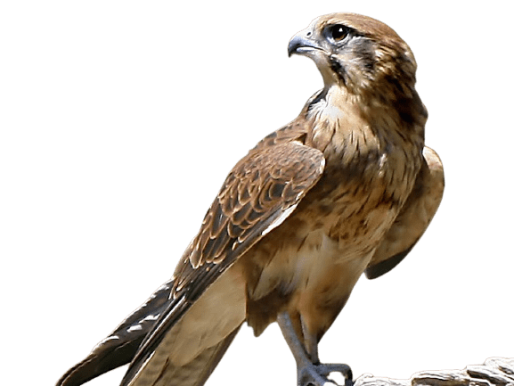 falcon (21)