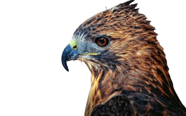 falcon (23)