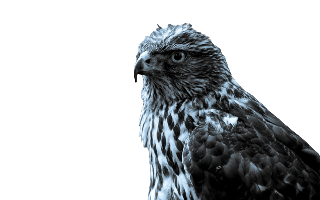 falcon (24)