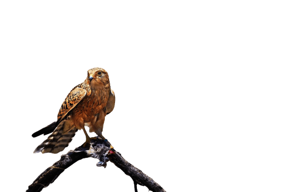 falcon (25)