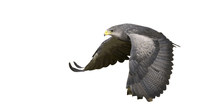 falcon (26)