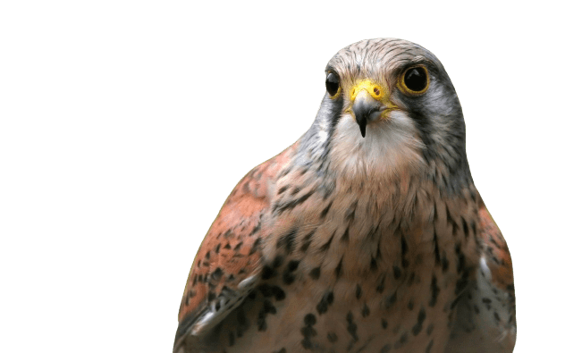 falcon (27)