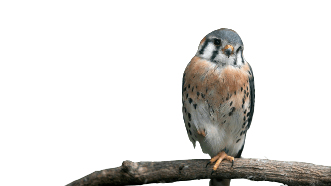 falcon (28)