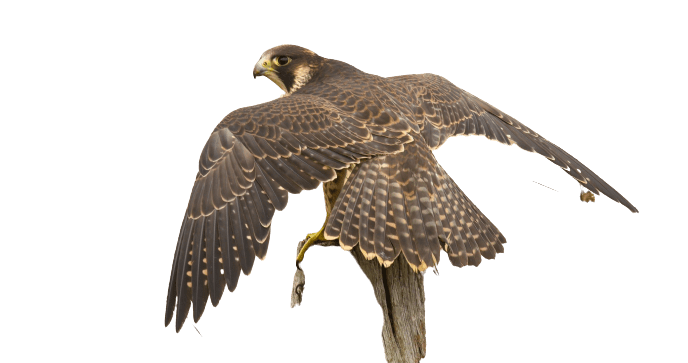 falcon (29)