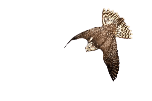 falcon (3)