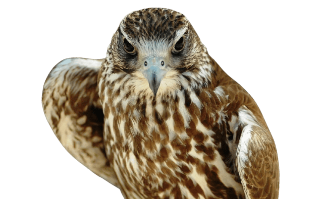 falcon (30)