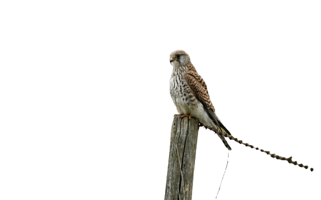 falcon (31)