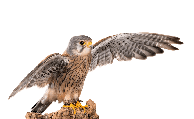 falcon (32)