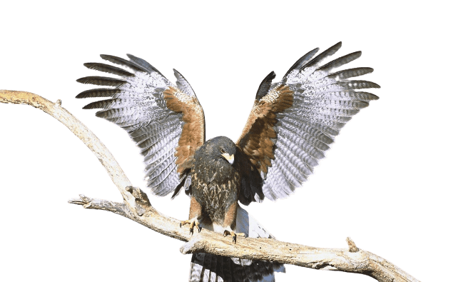 falcon (33)