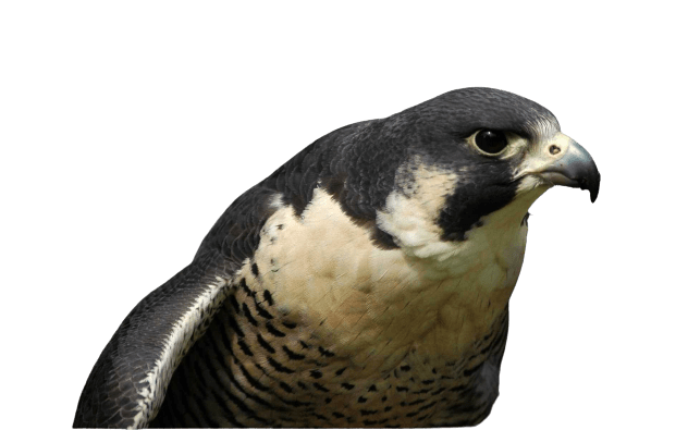 falcon png