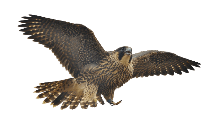 falcon (37)