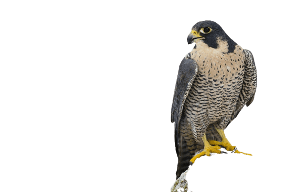 falcon (38)