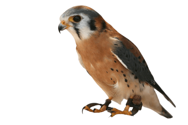 falcon (39)