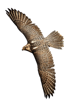 falcon (4)