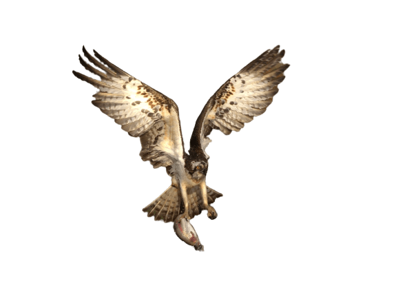 falcon (40)
